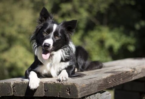Cães mais ativos são mais inteligentes? Descubra nesta matéria