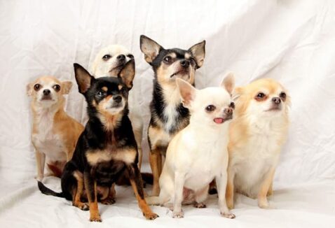 Petlove Moema tem Invasão de Chihuahuas neste domingo