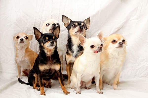 Chihuahuas