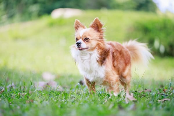 Chihuahua de pelo longo dourado e branco