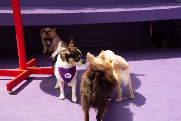 Chihuahuas brincando
