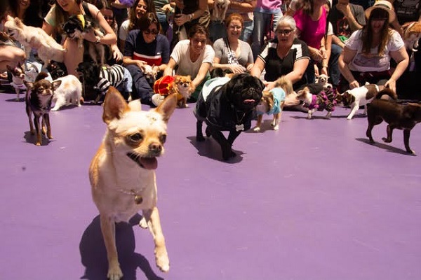 Chihuahuas com tutores