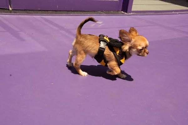 Chihuahua na área de lazer brincando