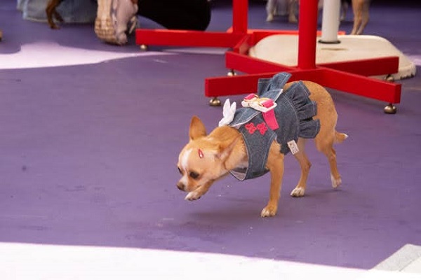 Chihuahua na área de lazer brincando