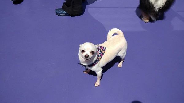 Chihuahua na área de lazer brincando