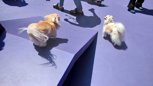 Chihuahuas na área de lazer brincando