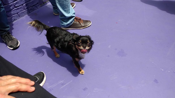 Chihuahua na área de lazer brincando
