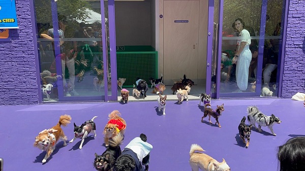Chihuahuas entrando na área de lazer