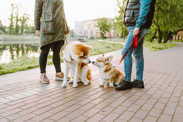 Cachorros passeando na praça com tutores