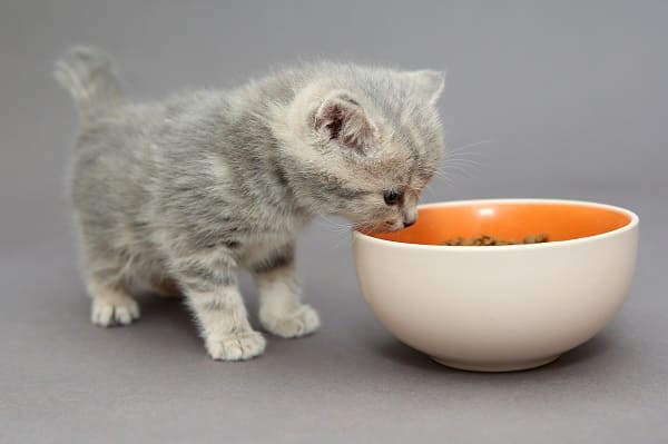 Gato comendo ração