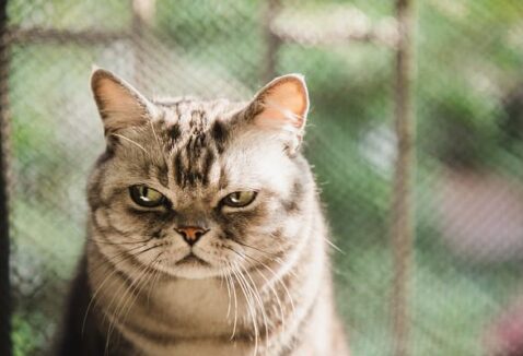 7 coisas que seu gato odeia que você faça