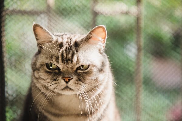 Os Gatos Mais Engraçados 2022