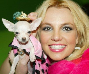 Famosos que adoram cachorro da raça chihuahua