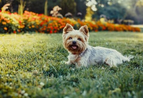 Nomes de cachorro engraçados: centenas de opções divertidas