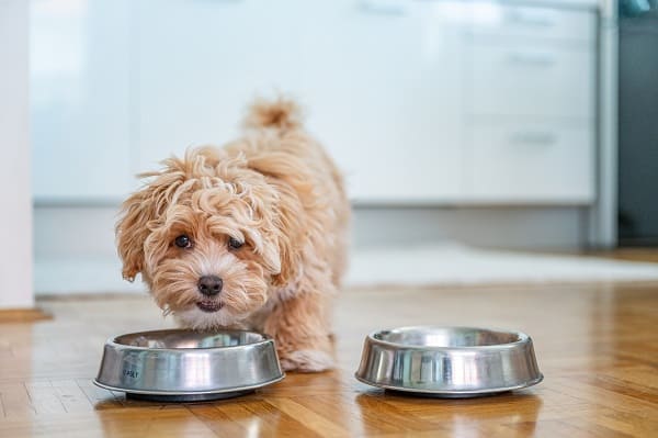 Cachorro comendo ração