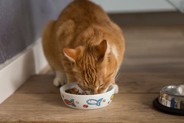 Gato comendo ração úmida