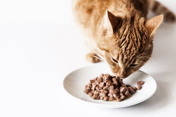 Gato comendo ração úmida