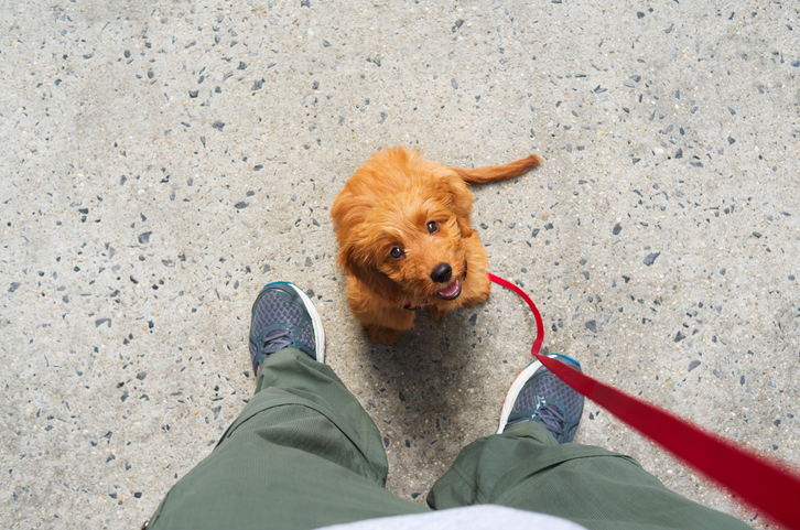 QUEBRA CABEÇA CACHORRO PRIMEIRA PARTE  Quebra cabeça, Cachorro,  Necessidades especiais