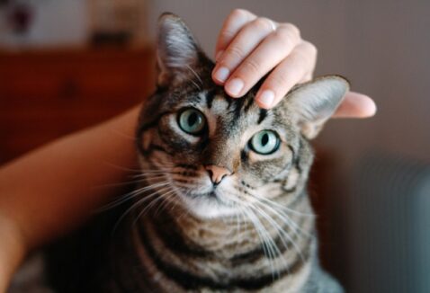 Animais insensíveis? Estudo comprova que os gatos reconhecem seus tutores, sim!