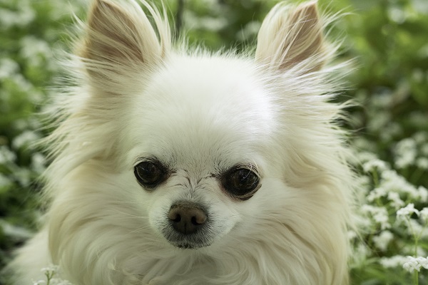 Chihuahua pelo longo branco