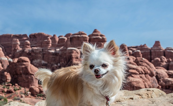 Chihuahua pelo longo dourado