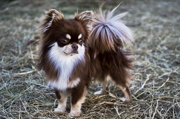 Chihuahua de pelo longo marrom e branco