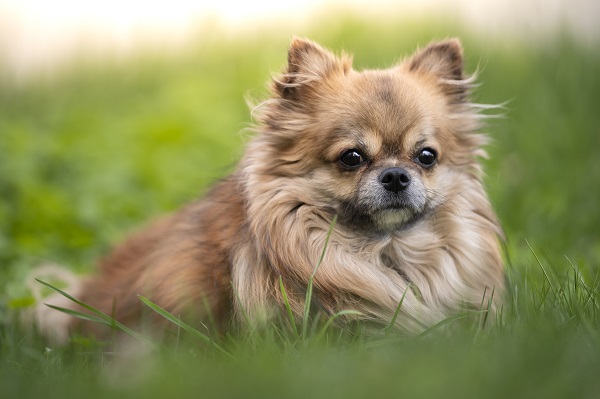 Chihuahua de pelo longo dourado