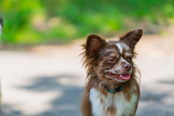 Chihuahua de pelo longo marrom e branco