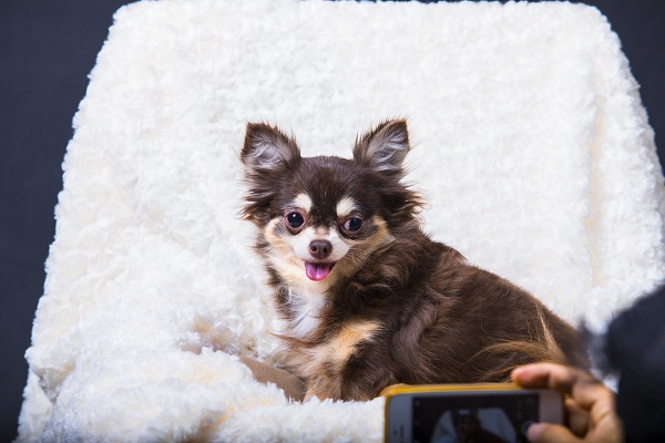 Chihuahua de pelo longo marrom e branco sendo fotografado