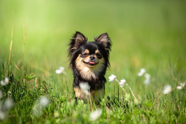 Chihuahua de pelo longo preto na grama