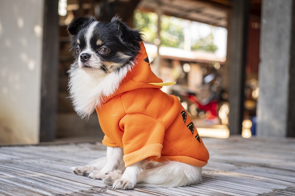 Chihuahua pelo longo preto e branco vestido