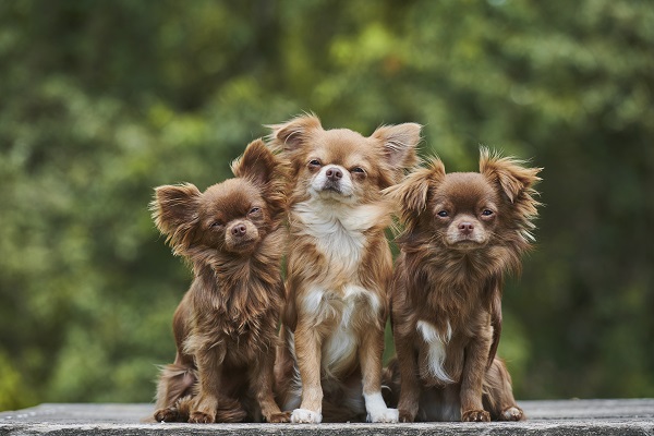 Três chihuahuas de pelo longo marrom e um bege