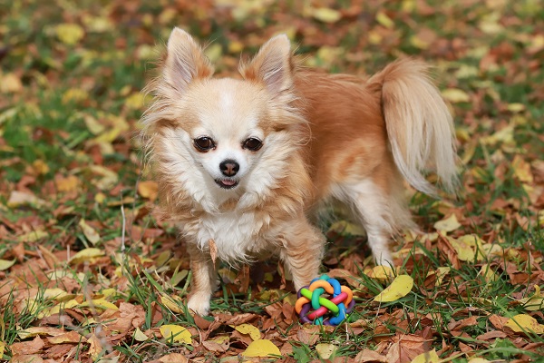 Chihuahua pelo longo dourado brincando