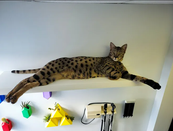 gato savanaah deitado Com quase 48cm, gato da raça savannah é recordista no Guinnes