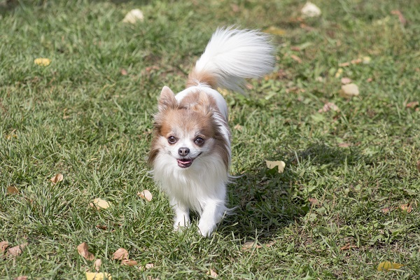 Chihuahua pelo longo marrom e branco correndo