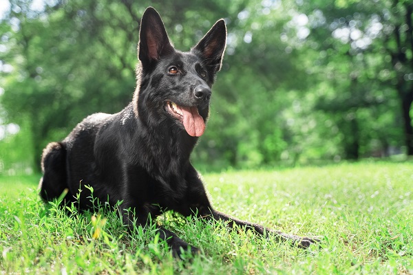 Nomes franceses para cachorros - Mais de 200 IDEIAS 🐶