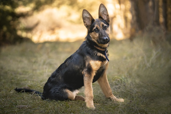 Cão pastor inglês, ano d, sentado