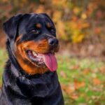 Rottweiler na grama