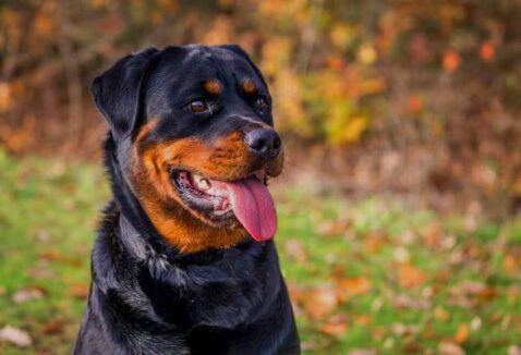 600 opções de nomes para cachorros Rottweiler