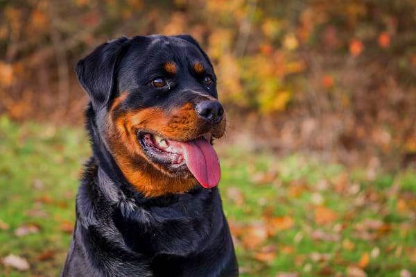 de 600 NOMES DIFERENTES para CACHORRO 🐕