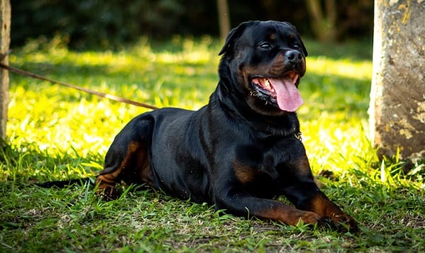 Nomes para Rottweiler: 600 opções para se inspirar | Petlove