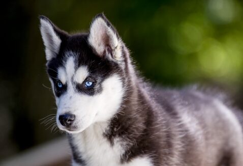 500 ideias incríveis de nomes para cachorro Husky Siberiano