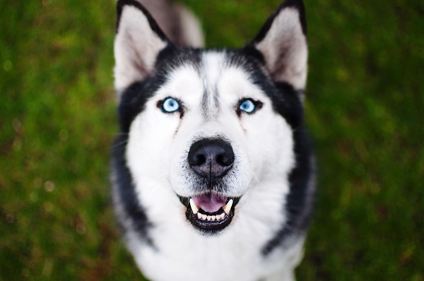 Husky Siberiano dos olhos azuis