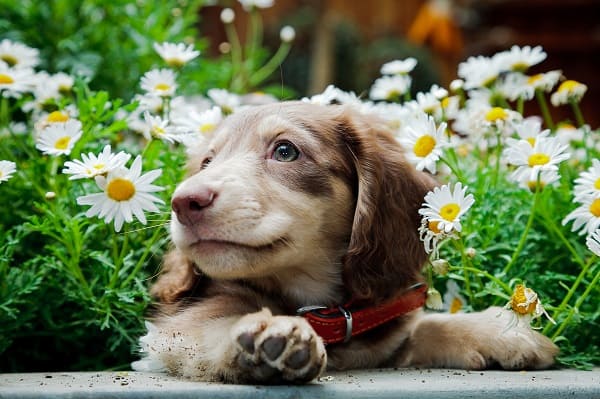 Como funciona o floral pet e quando usar no seu cão ou gato