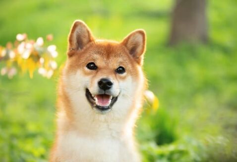 100 ideias de nome de cachorro japonês