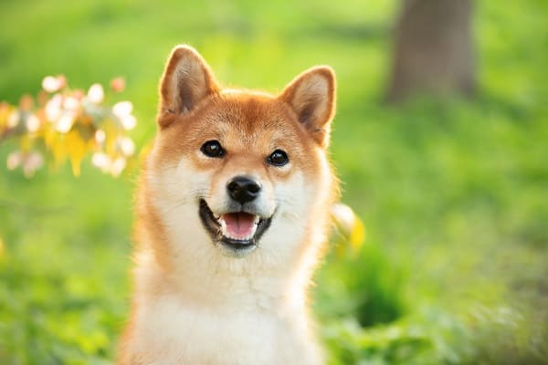 100 ideias de nome de cachorro japonês