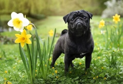 Nome de cachorro com a letra B: 200 ideias