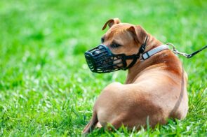 cachorro com focinheira deitado no gramado