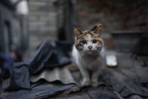 gato em situação de rua