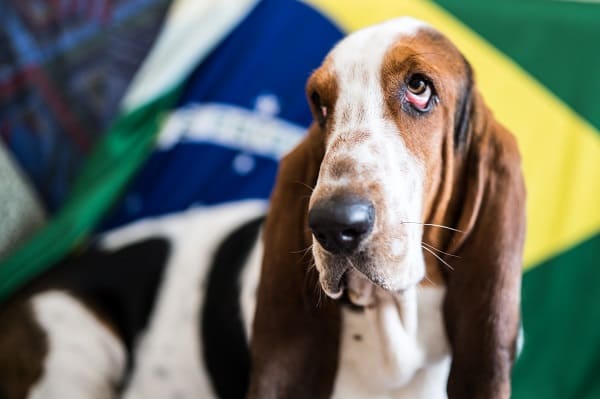 Fogos de artifício durante os jogos da Copa: como proteger o seu cão